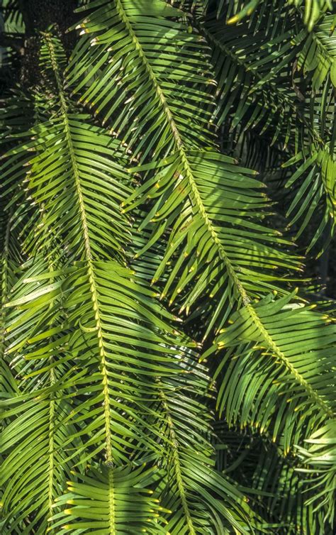 Wollemia Nobilis Leaves Wollemia Nobilis Female Image Alan