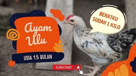 Update Anak Ayam Ulu Usia 15 Bulan Berat Sudah 1 Kg Bentar Lagi Siap