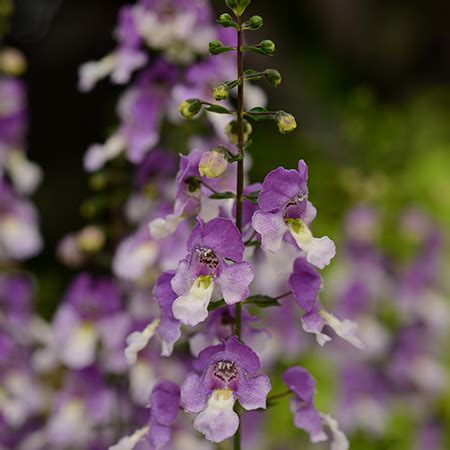 Angelonia Wholesale Bedding Plants Hybels Inc