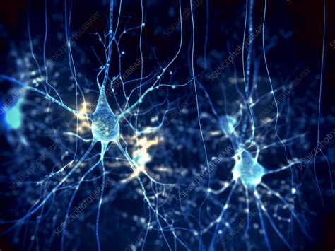 Pyramidal Neurons Illustration Stock Image F Science