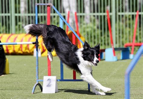 Training A Border Collie For Agility Competitions - https://bordercolliedude.com/