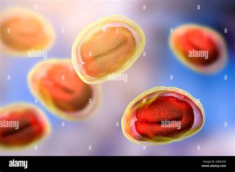 Threadworm (Enterobius vermicularis) eggs containing worm larvae, computer illustration ...