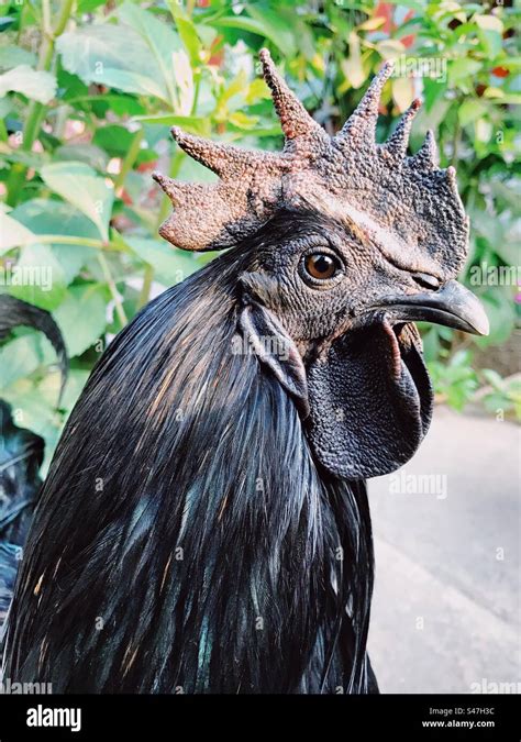 Kadaknath Chicken Hi Res Stock Photography And Images Alamy