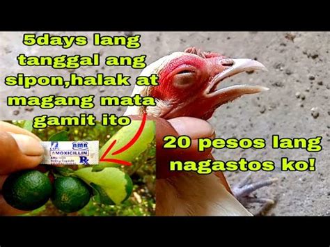 PAANO GAMUTIN ANG SIPON HALAK AT NAGLULUHANG MATA NG MANOK 5 DAYS NA