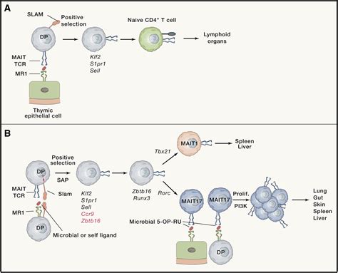 MAIT Cell Development And Functions The Microbial Connection Immunity