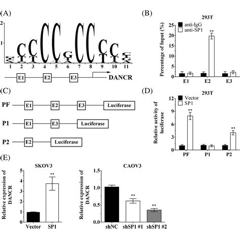 SP1induced LncRNA DANCR Contributes To Proliferation And Invasion Of