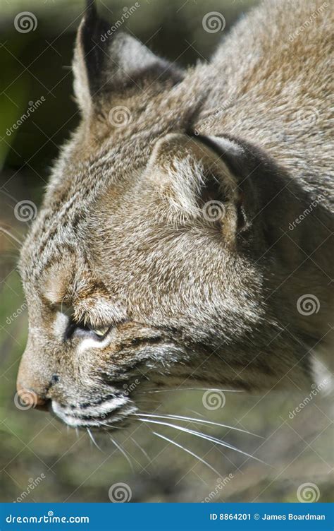 Bobcat Head On Royalty Free Stock Photo 69788505