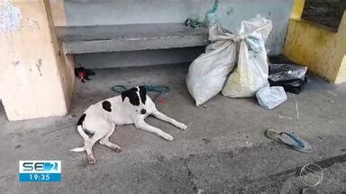 SE TV 2ª Edição Cachorra fica ao lado do corpo do dono encontrado