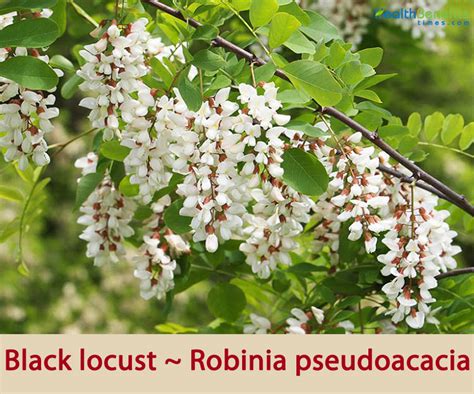 The Locust Tree In Flower Meaning Best Flower Site