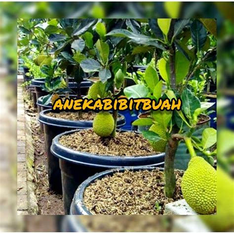 Jual BIBIT TANAMAN NANGKA MINI TABULAMPOT Shopee Indonesia