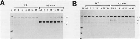 Kinetics Of Complex Formation Between Proteases And The Recombinant