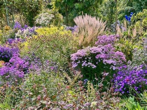 Asters - an autumnal theme perennial plant • Perennial Meadows