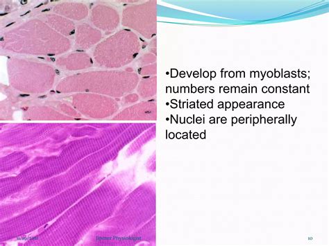 Skeletal Muscle Structure Function And Plasticity The Physiological Basis Of Rehabilitation 2