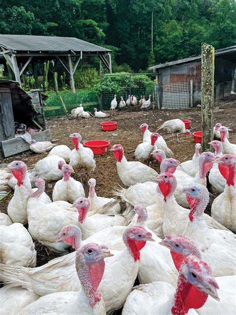 These Local Farms Have Everything You Need for an At-Home Thanksgiving