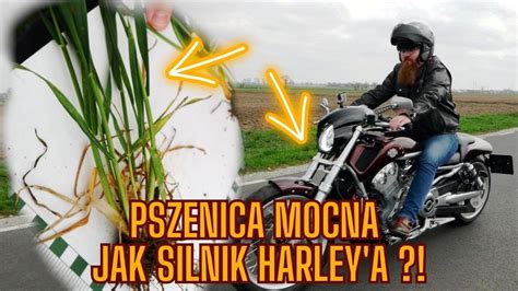 Rolnik Chce Zebra Ton Pszenicy Z Hektara Czy Mu Si Uda Youtube