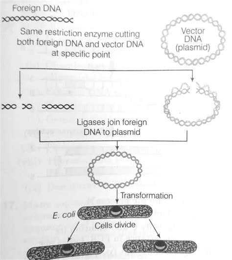 Process Of Recombinant Dna Technology