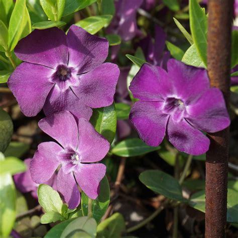 Vinca Minor ‘rubra Cascina Bollate