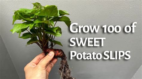 Fastest And Simplest Way To Grow Lots Of Sweet Potato Slips Youtube