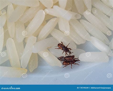 Sitophilus Oryzae Lesser Grain Weevil Injured On Rice. Royalty-Free Stock Photo | CartoonDealer ...