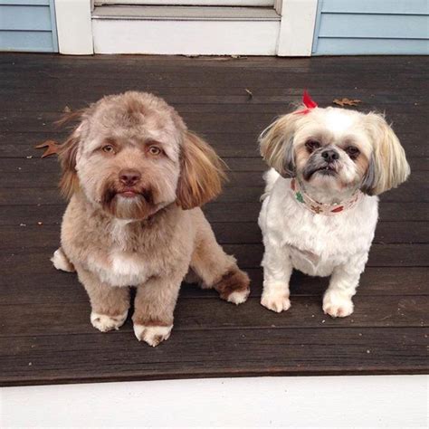 People Are Freaking Out Because They Think This Dog Has a Human Face