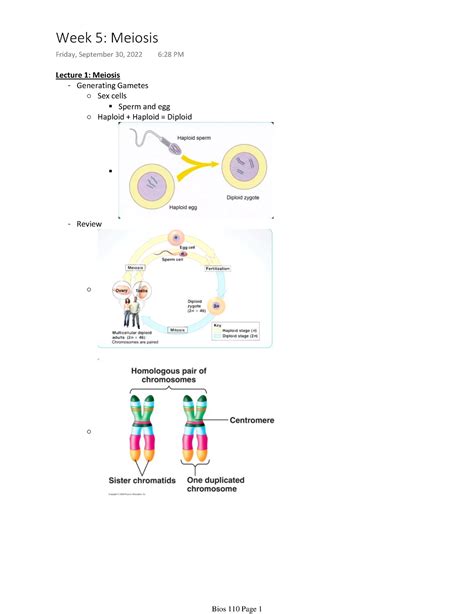 Bios 110 Week 5 Pt 2 Bios 110 Cells And Organism Notes Lecture 1 Meiosis Generating Gametes