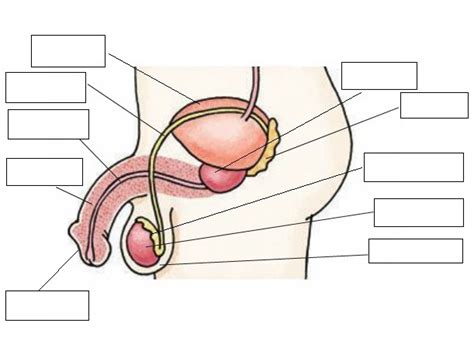 APARATO REPRODUCTOR MASCULINO Diagram Quizlet