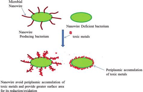 1 Potential Role Of Microbial Nanowires In Microbial Cell Metal