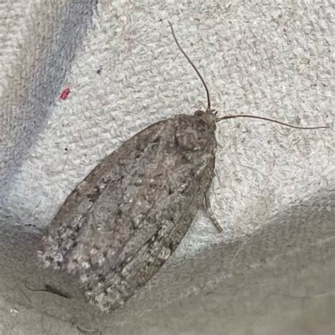 Bog Bibarrambla Moth From Peterborough On July 1 2023 At 09 32 AM By