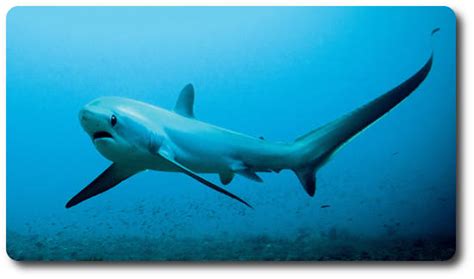 The Thresher Shark x10 Facts: Habitat, Social Life & Hunting Behavior