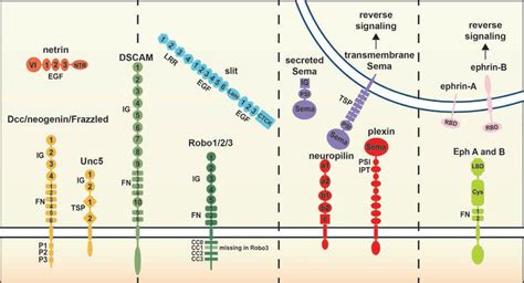 New Insights Into The Molecular Mechanisms Of Axon Guidance Receptor