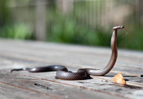 Brown Snake · Free Stock Photo