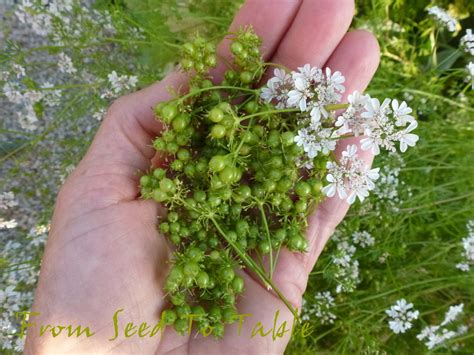 Coriander Seeds For Planting