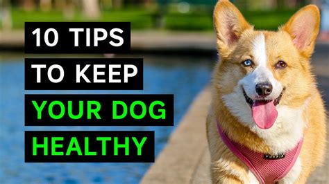 How To Keep Your Dog Healthy 10 Essential Dog Tips