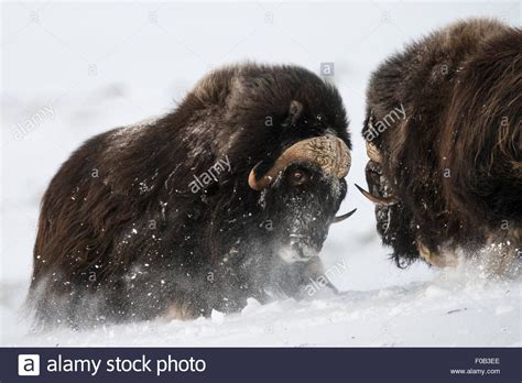 Download this stock image: Two fighting Musk Ox Bulls - F0B3EE from Alamy's library of millions ...