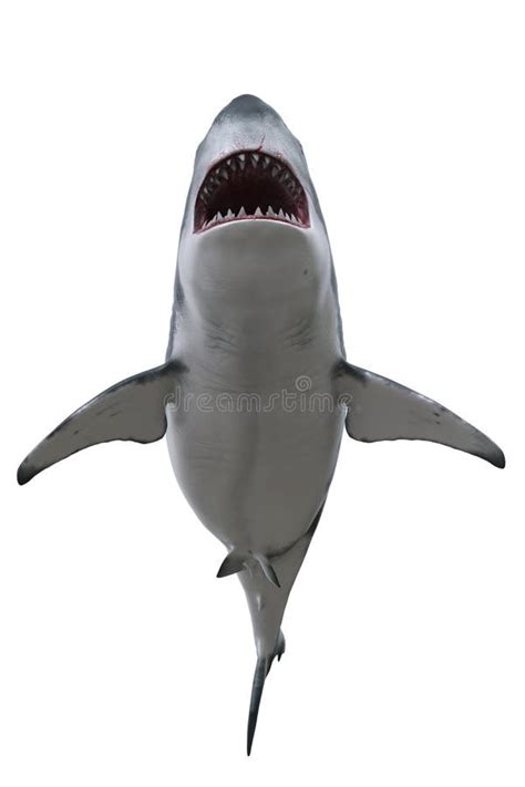 Great White Shark Front View. 3D Render Isolated on White Stock Photo ...