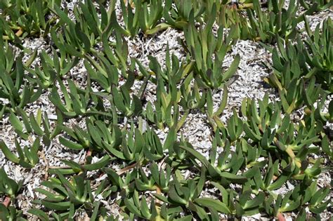 Suculenta Planta Cultivada En La Arena De Una Playa Foto De Archivo