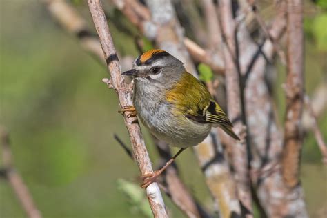 Madeira Birding Tours Madeira Birdwatching Birdquest