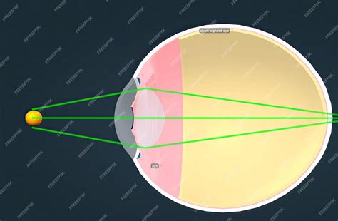 Estrutura Do Olho Humano E Anatomia Da Visão Foto Premium