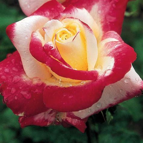 Double Delight Hybrid Tea Rose Hybridtearoses Hybrid Tea Roses Tea