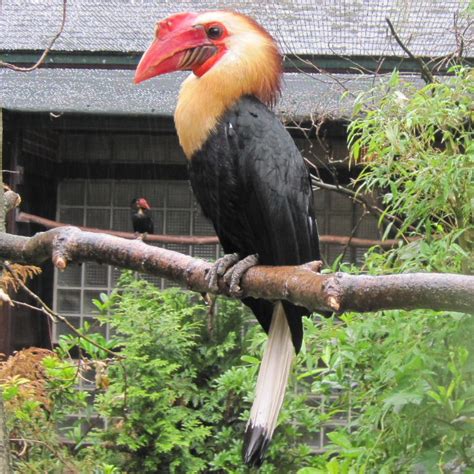 Writhed Hornbill | Animal Database | Fandom powered by Wikia