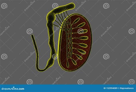 D Ha Reso La Sezione Trasversale Dei Testicoli Isolati Su Fondo Scuro