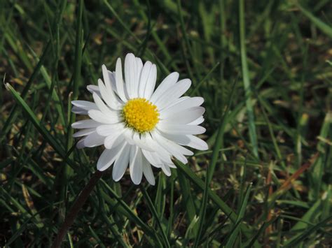 Bildet Natur Gress Anlegg Felt Eng Blomst Petal Tusenfryd