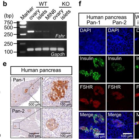 Fshr Expression In Human And Mouse Pancreatic Cells And Min Cells A