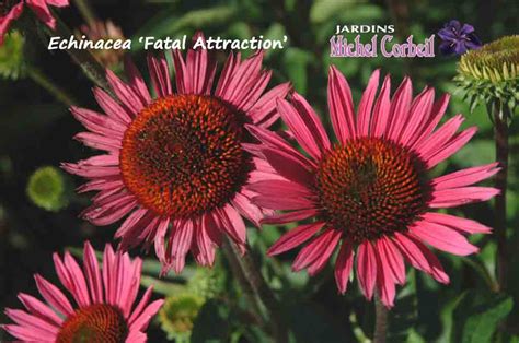 Echinacea Fatal Attraction Purpurea Chinac E Coneflower