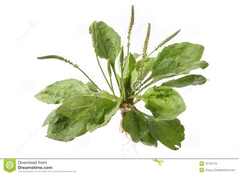 Plantain Stock Photo | CartoonDealer.com #44340720