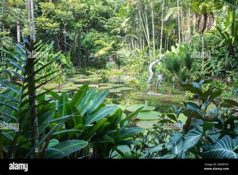 ginger plants singapore botanic gardens stock photo alamy