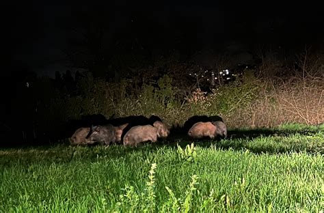 Troppi Cinghiali In Giro Per Perugia Una Vera E Propria Emergenza