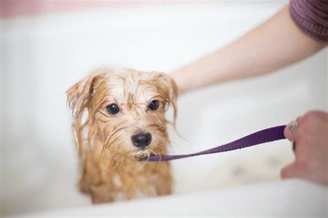 How Often Should You Bathe A Poodle Step By Step Guide