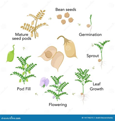 Chickpea Plant Growth Stages Infographic Elements in Flat Design. Planting Process of Gram from ...