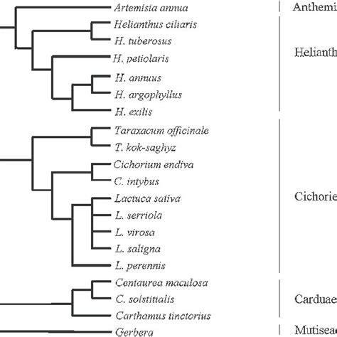 Phylogenetic Relationships Among The Species Used Adapted From Download Scientific Diagram